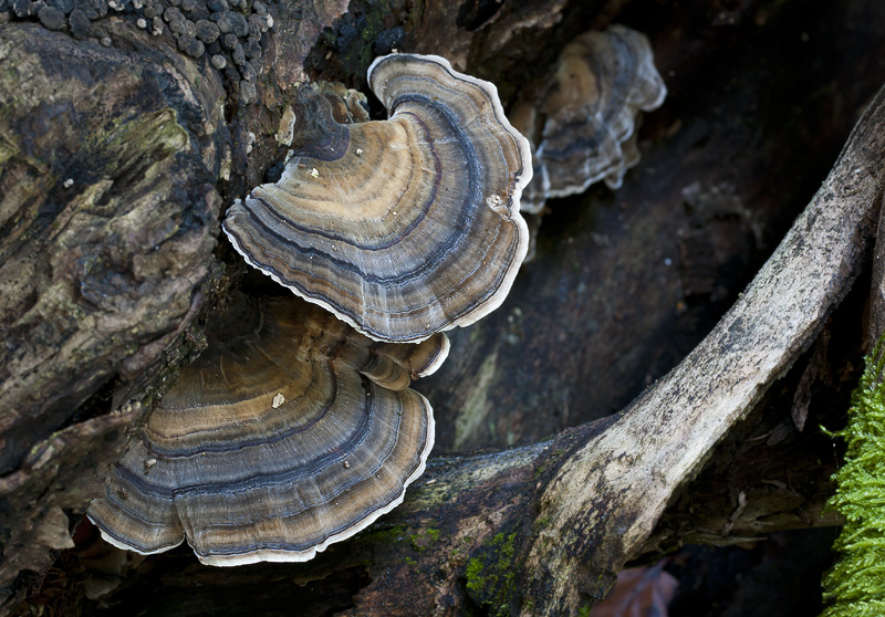 Trametes versicolor